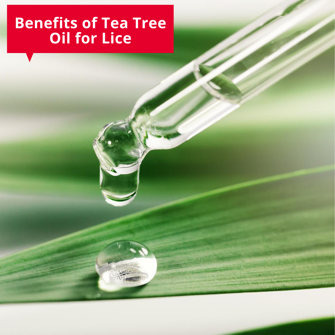 Benefits of Tea Tree Oil for Lice