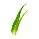 ALOE
